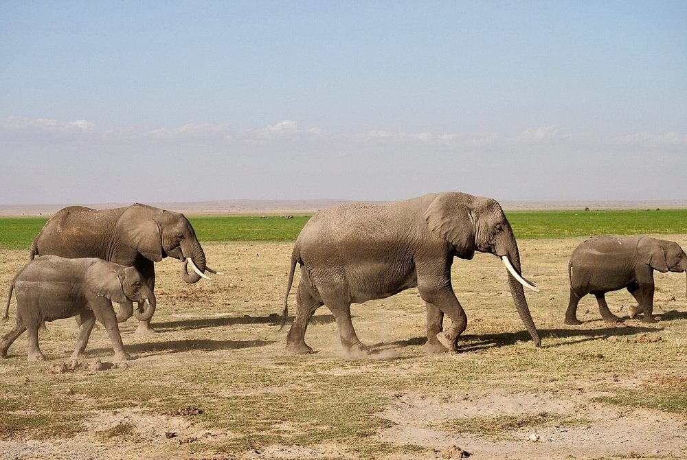 4-Day Mid-Range Kenya Safari, Amboseli, Tsavo East and West Adventure