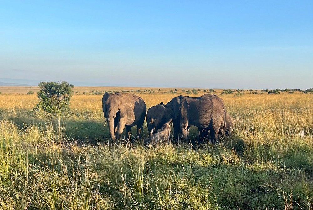 4-Day Masai Mara Fly-in Safari & Nakuru Adventure