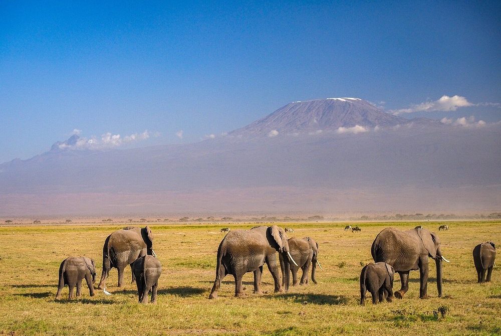 6-Day Kenya Safari-Maasai Mara, Lake Nakuru and Amboseli