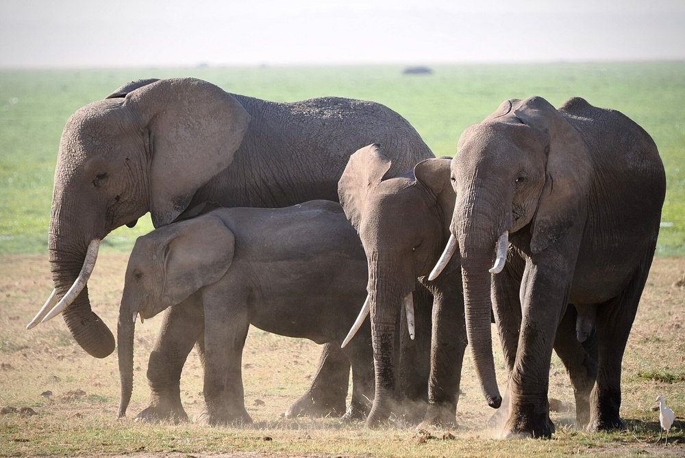 3-Day Amboseli Safari- Book Today