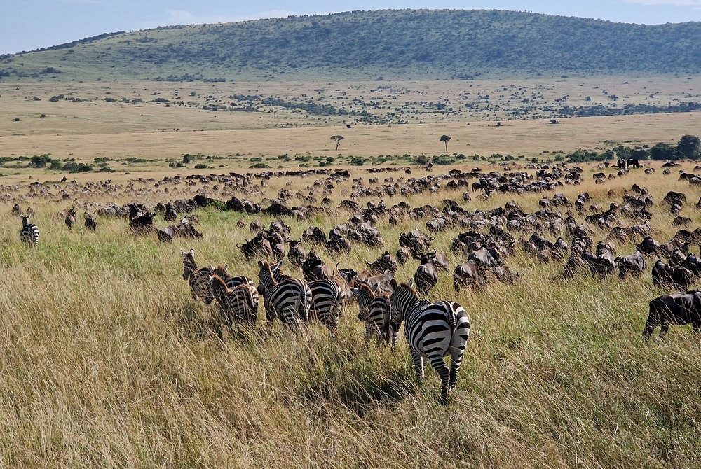 4-Day Wildebeest Migration Safari – Mid Range