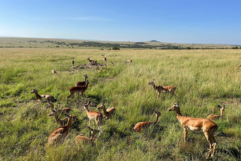 3-Day Masai Mara Classic Safari