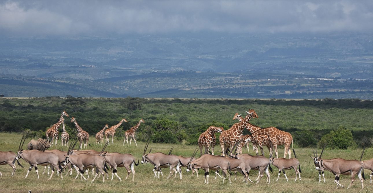5-Day Special Kenya Safari