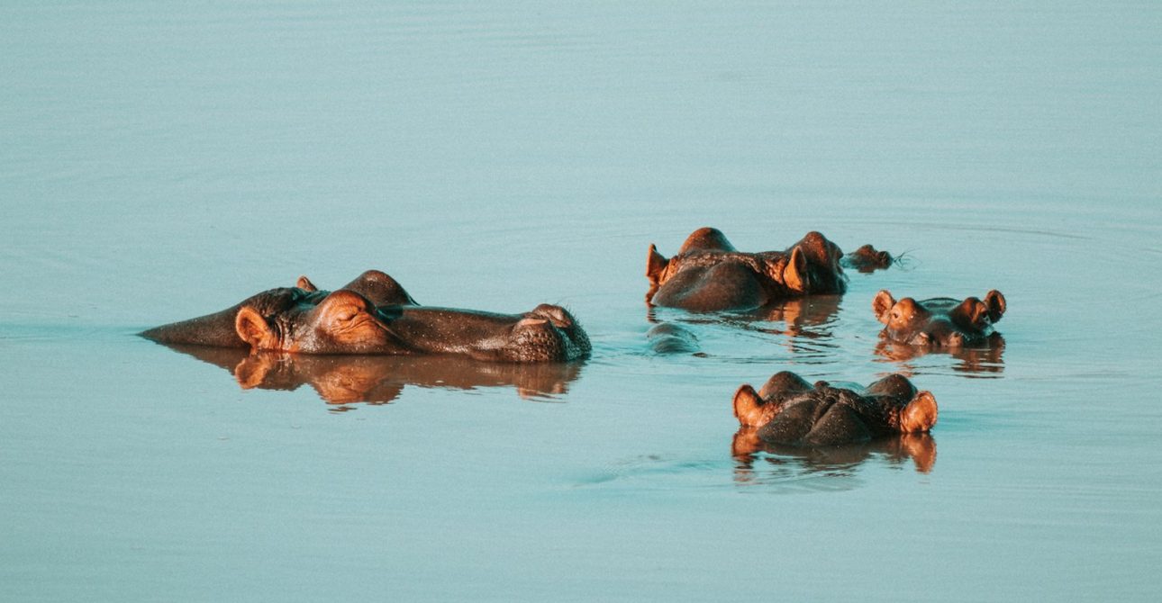 5-Day Kenyan Hippo Safari