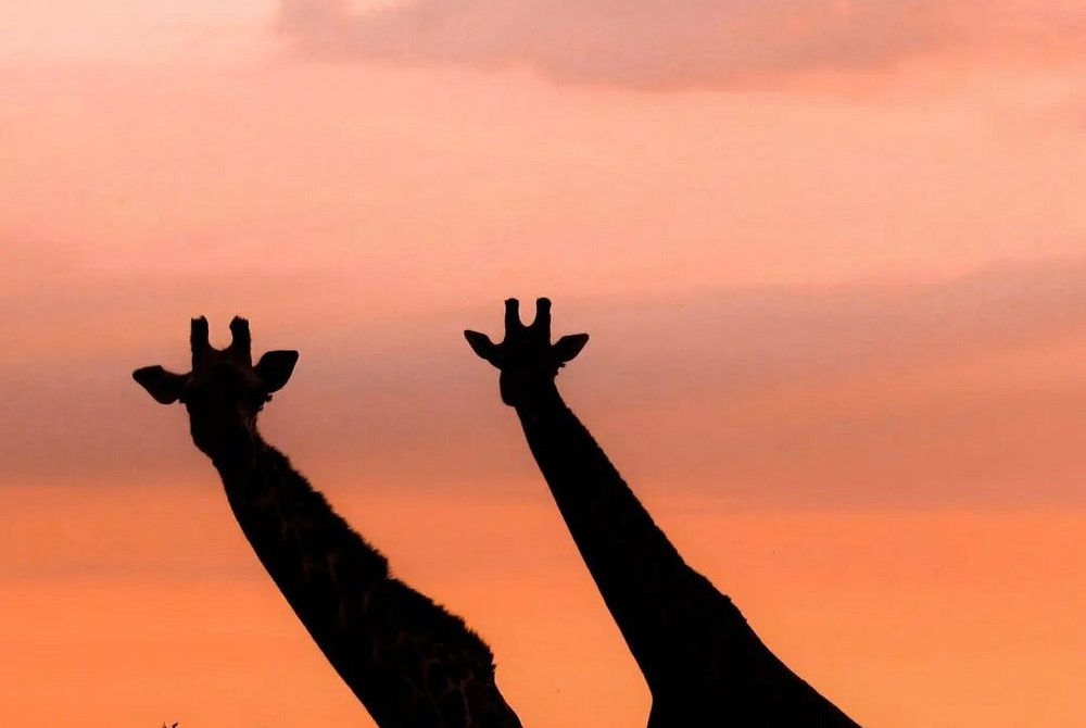 4-Day Tsavo East Safari- Amboseli and Tsavo West National Park
