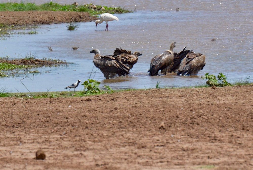 Ultimate 5-Day Tanzania Safari Experience