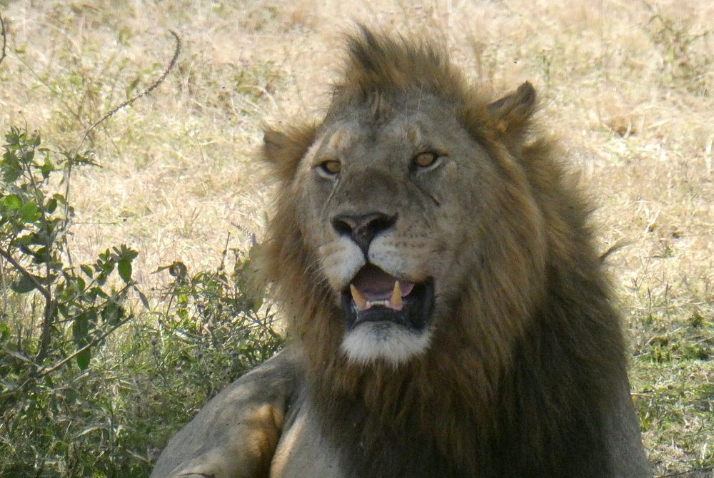 11-Day Tanzanian Safari with Zanzibar Extension