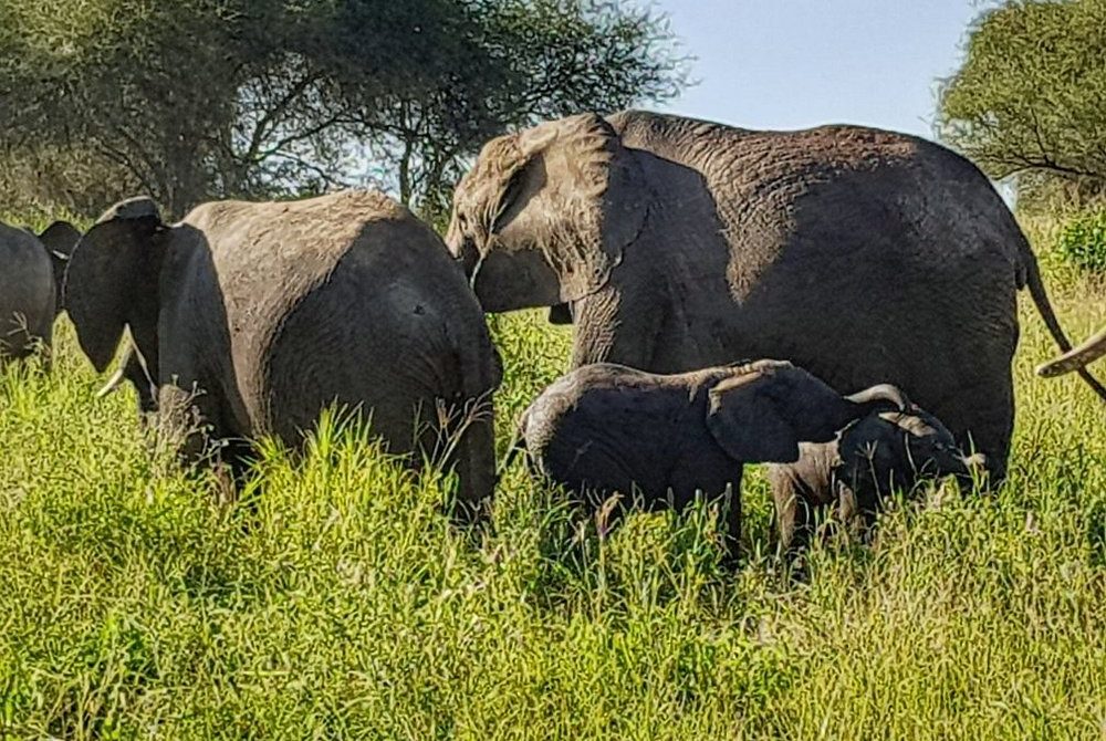 4-Day Tanzania Private Lodge Safari Tour