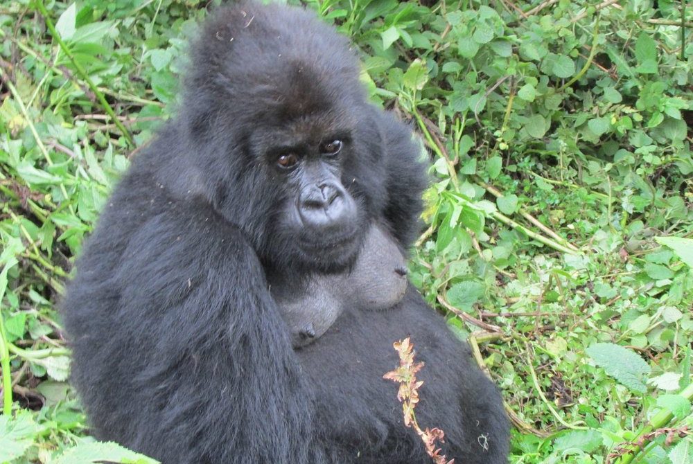 3-Day Gorillas and Golden Monkeys Trek in Rwanda