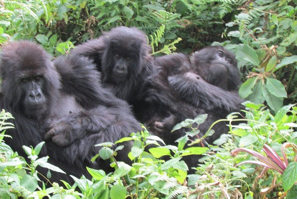 3-Day Rwanda Gorilla & Golden Monkey Trekking